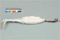 藏品(中白鷺)的圖片